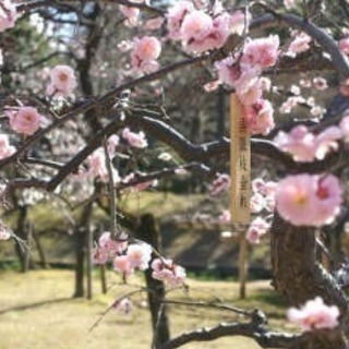 世界らん展と小石川後楽園梅まつり - 千代田区