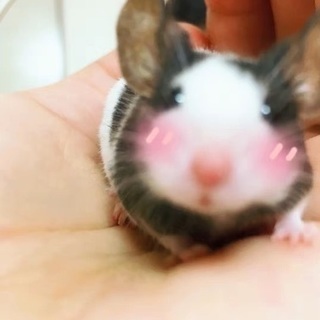 パンダマウス 里親さんを探し当てました