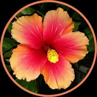 フラ🌺(水)🔰初級向けクラス　🌺申込締切1週間前の画像