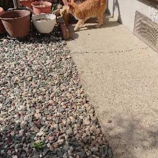 野良猫(飼い猫)の画像