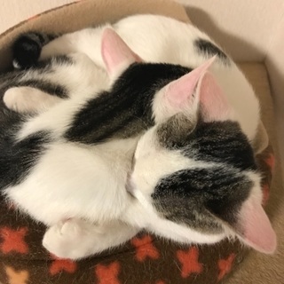 釣り友 - その他