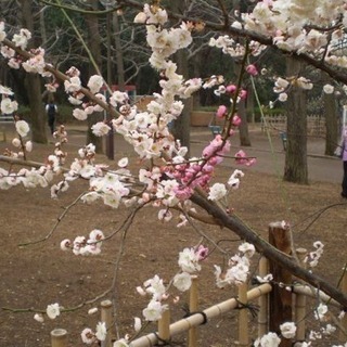 ヒグチユウコ展と羽根木公園梅まつりなどのお散歩 - 世田谷区