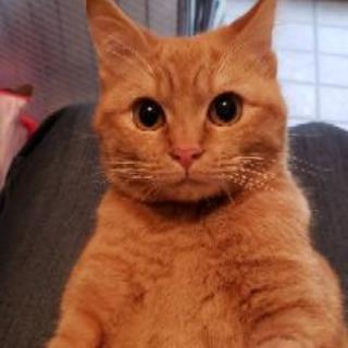 1歳未満の男の子と女の子の猫ちゃん