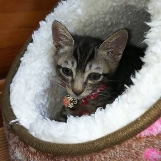キジトラ オス  6ヶ月 子猫 小さめ