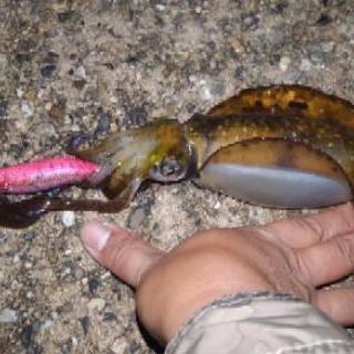 能登半島先端辺りにアオリ釣り！ - 友達
