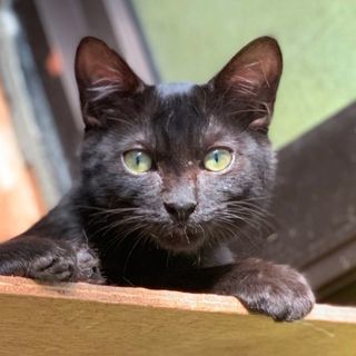 単身者OK 、黒猫、白のおパンツ