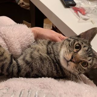 ふみくん、猫に慣れている小家族女性希望