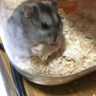 本日、池袋で一緒に自習してくださる方⸜(* ॑꒳ ॑* )⸝雑談...