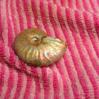 ☆マダガスカル産☆虹色のアンモナイトの化石☆37.8mmの画像
