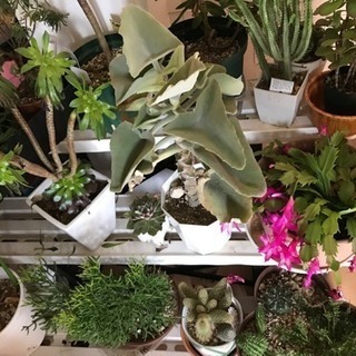 26日まで。多肉植物他