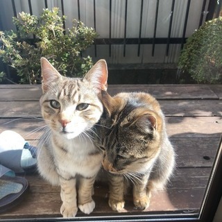 猫を飼ってくれる方を探しています