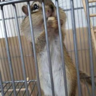 リスの里親募集