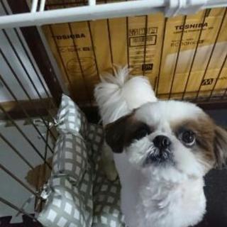 シーズー　オス　去勢済 - 犬