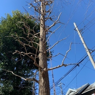 剪定 伐採 草刈り 芝張り 
