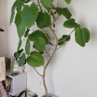 ウンベラータ　大型　観葉植物　グリーン　インテリア