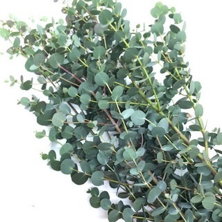 ミモザとユーカリのリース作りの画像