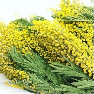 ミモザとユーカリのリース作りの画像