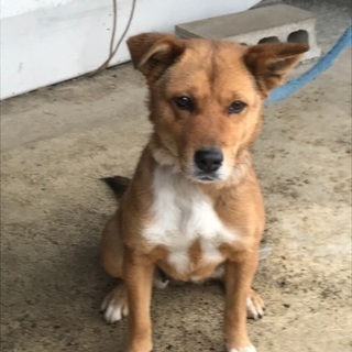生後1歳 ミックス犬