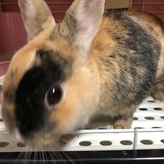 ミニウサギ里親募集