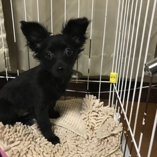 3ヶ月ダックス×チワワ？の捨て犬預かってます。