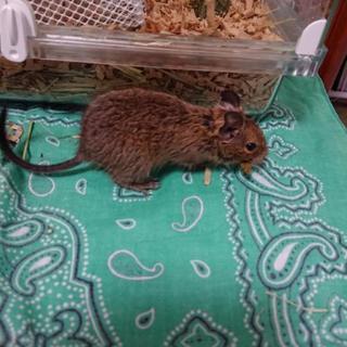 デグー♀