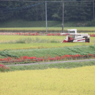 お米　平成30年度産玄米（ヒノヒカリ）特別栽培米