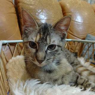 サビ柄の入ったかわいいキジトラ