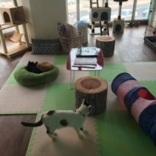 中年猫好きさん、動物好きさん♪1－2か月一回位イベントしています。近日は3月９日！ - 横浜市