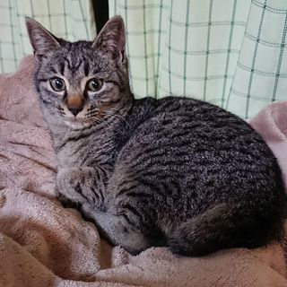 キジトラ猫