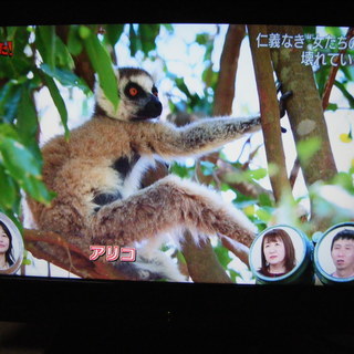 19インチ　液晶テレビ　リモコン有り　DVD有り　