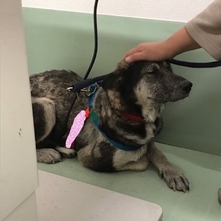 保健所からレスキューした野犬ちゃん🆘長くは生きられないかもしれな...
