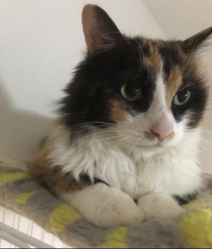 里親さま決定】長毛三毛猫の女の子 (三毛猫七味) 新座の猫の里親募集