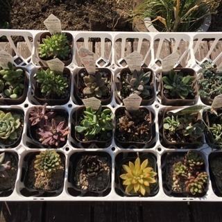 多肉植物