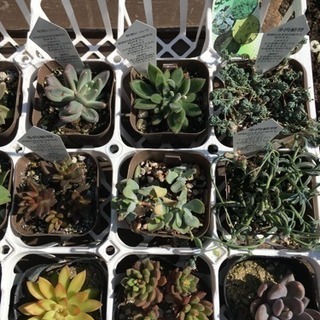多肉植物の画像