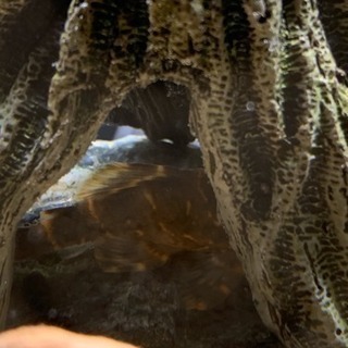 熱帯魚（淡水）6種各1匹  計6匹