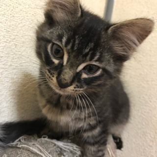 子猫の里親募集です