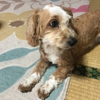 チョッパーくん里親募集のお願い
