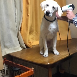 もうすぐ1歳になるラブラドールです。 - 犬