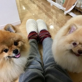 ポメラニアン友達