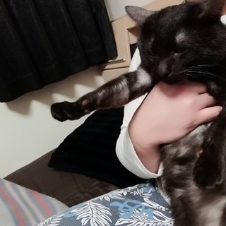 至急里親募集しております