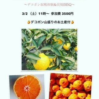 農家bar デコポン狩り&BBQ