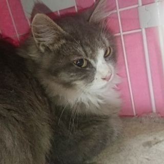 とても美しい毛並みと大きな目の西洋猫！