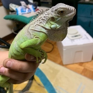 グリーンイグアナ