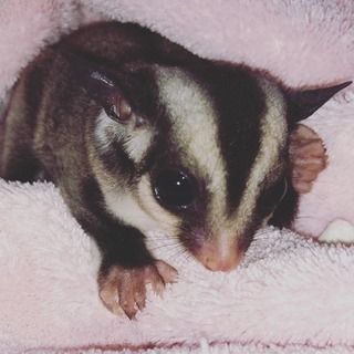 モモンガの赤ちゃん