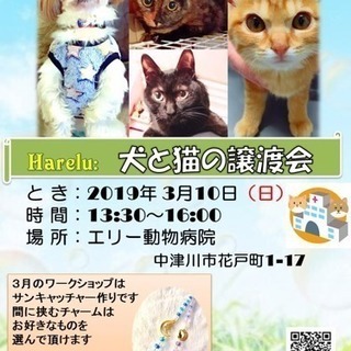 犬 と 猫の譲渡会