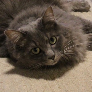 おっとりした美猫。可愛がって下さる方を探しています。