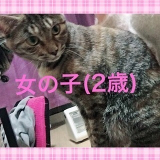 飼って下さる方を探して居ます。