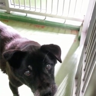 譲渡先決定！有難うございました！ 🆘保健所収容🆘県外譲渡可🐶人懐...