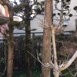 庭の木の伐採