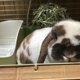 里親がみつかりました。応募していただいた皆様ありがとうございました。